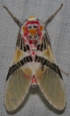 Idalus herois