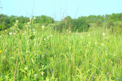 Trifolium pannonicum