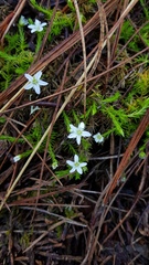 Arenaria lycopodioides