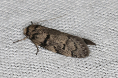 Palimmeces hemiphanes