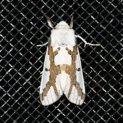 Euerythra phasma