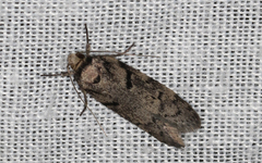 Palimmeces hemiphanes