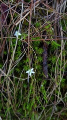 Arenaria lycopodioides
