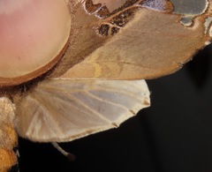 Parathyris cedonulli