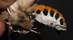 Parathyris cedonulli