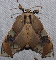 Parathyris cedonulli