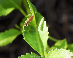 Toxomerus floralis