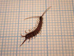 Lithobius calcaratus