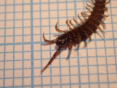 Lithobius calcaratus