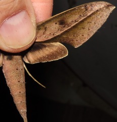 Xylophanes amadis