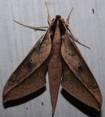 Xylophanes amadis