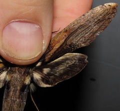 Xylophanes media