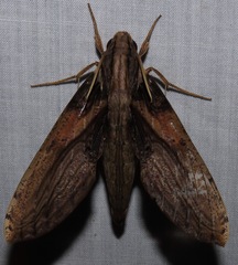 Xylophanes media