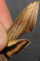 Xylophanes libya