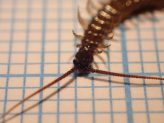 Lithobius calcaratus