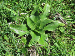 Eryngium serra