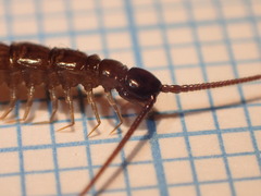 Lithobius calcaratus