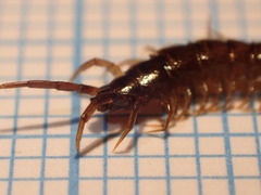 Lithobius calcaratus