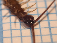 Lithobius calcaratus