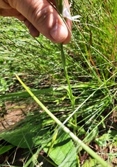 Brownleea recurvata