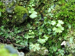 Anogramma leptophylla