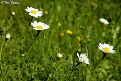 Anthemis pseudocotula