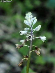 Bellevalia flexuosa