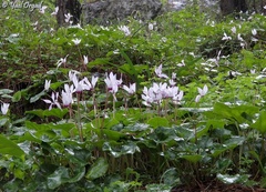 Cyclamen persicum