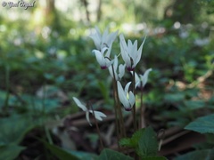 Cyclamen persicum