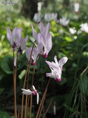 Cyclamen persicum
