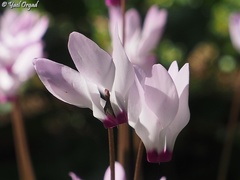 Cyclamen persicum
