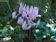 Cyclamen persicum