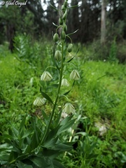 Fritillaria persica