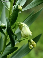 Fritillaria persica