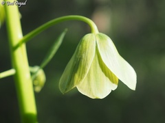 Fritillaria persica
