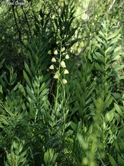 Fritillaria persica