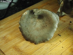 Lyophyllum littorale