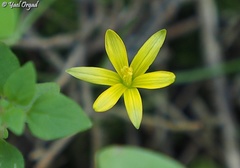 Gagea chlorantha