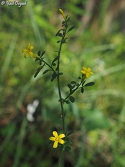 Chrysojasminum fruticans
