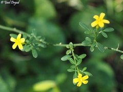 Chrysojasminum fruticans