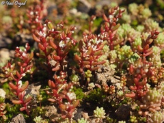 Sedum microcarpum