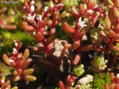 Sedum microcarpum