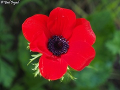Anemone coronaria