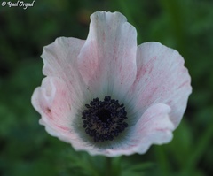 Anemone coronaria