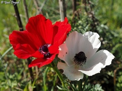 Anemone coronaria
