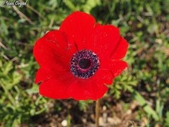 Anemone coronaria
