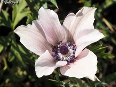 Anemone coronaria