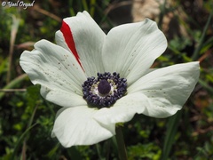 Anemone coronaria