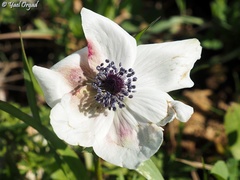 Anemone coronaria