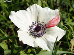 Anemone coronaria